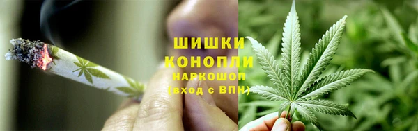 прущие грибы Тихвин